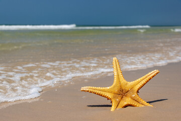 Fototapeta na wymiar Starfish on the sand beach with horizon of the sea