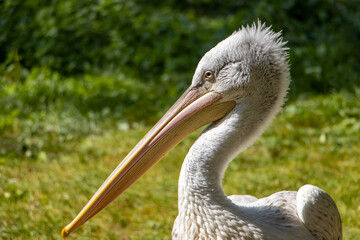 The portrait of The Dalmatian pelican (Pelecanus crispus).