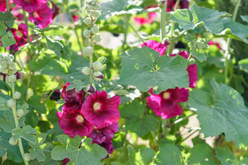 Fototapeta premium Beautiful flowers on summer field. Common Hollyhock, Alcea Rosea flowers with huge blooms most popular ornamentals in garden.