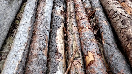 Tree trunk long view felled tree wood forest