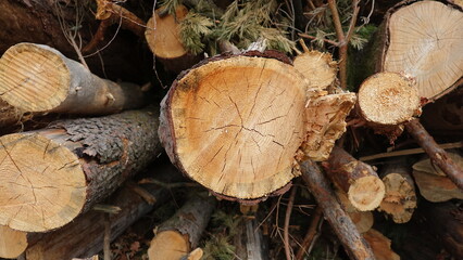 Fallen trees stacked for firewood sawing shredding nature forest