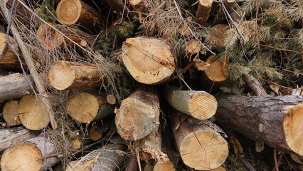 Fallen trees stacked for firewood sawing shredding nature forest