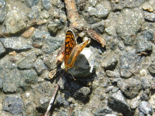 mariposa