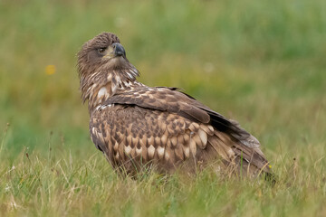 Orzeł bielik łac. haliaeetus albicilla na zielonej łące rozgląda się wokoło. Fotografia z okolic Gostynina, Polska.