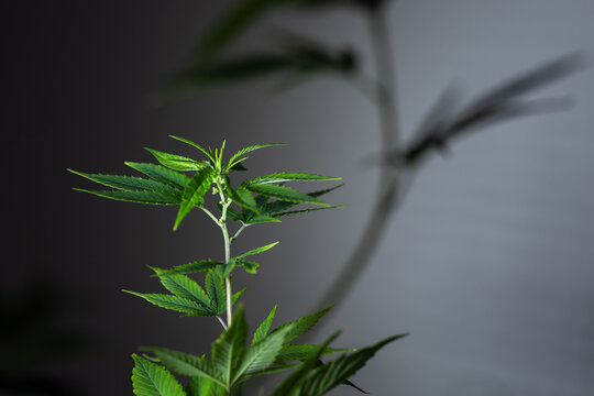 dark background with a shaded maturing marijuana plant photo of the top of a cannabis bush on a dark background