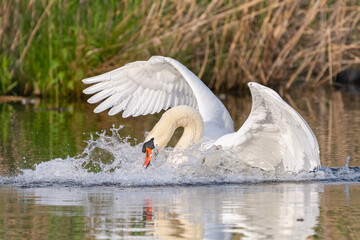 Łabędź niemy łac. Cygnus olor atakujący inne ptaki na wodzie. Fotografia, Stawy Milickie,...