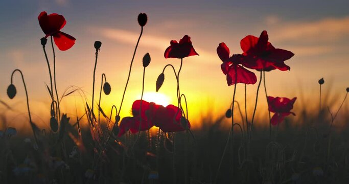 Meadow with wildflowers poppy plants against sunset sky