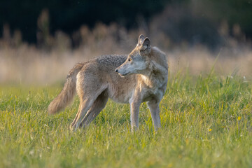 Wilk szary łac. Canis lupus spogląda za siebie na tle zielonej łąki. Fotografia z okolic...