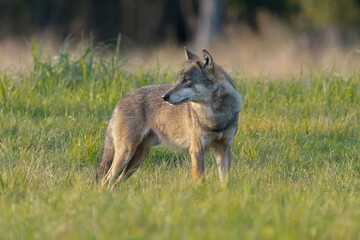 Wilk szary łac. Canis Lupus spogląda za siebie na tle zielonej łąki. Fotografia okolice Gostynina Polska. © PIOTR