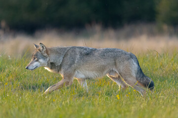 Wilk szary łac. Canis lupus idący po zielonej łące. Fotografia z okolic Gostynina Polska.