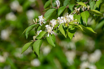 Close up of a Honeysuckle shrub in bloom in spring with a shallow depth of field and copy space