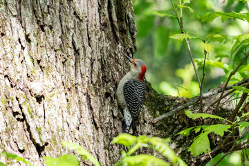 Red-bellied woodpecker along a tree trunk with a shallow depth of field and copy space
