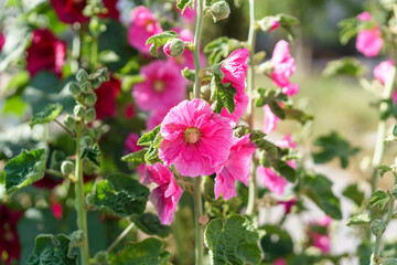 Beautiful pink flowers on summer field. Hollyhock flowers with huge blooms most popular ornamentals in garden.