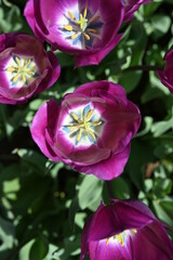 Obraz na płótnie Canvas purple tulips