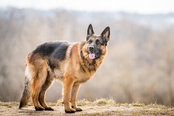 Portrait of an adult large German Shepherd dog standing against the backdrop of nature in spring or autumn.