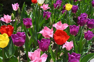 colorful tulips in the garden