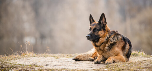 A portrait of german shepherd adult big dog lying on dry grass in nature in spring or autumn. - Powered by Adobe