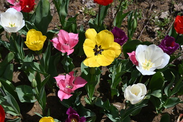 Obraz na płótnie Canvas colorful tulips in the garden