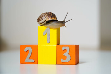 Snail in the first place of an Olympic podium. concept of success and everything is possible with...
