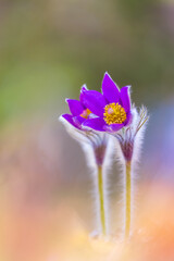 Flower - Pulsatilla patens bloom close up, endangered flower