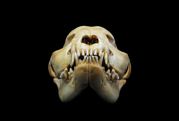 Front and side view of an american stanford dog (Canis lupus familiaris) skull bones isolated in...
