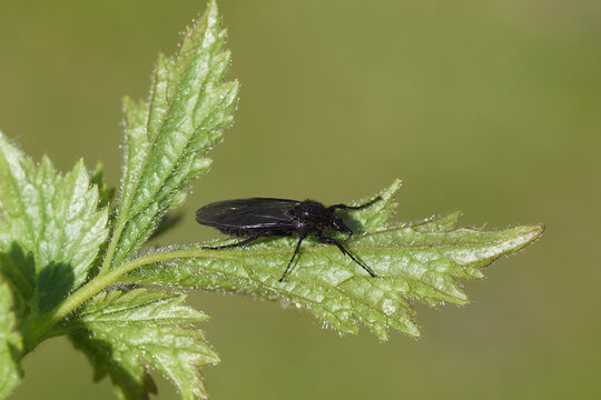 Female St Mark's fly (Bibio marci), family Bibionidae on the leaves of Wood Avens (Geum urbanum). Spring, Dutch garden, Netherlands. 