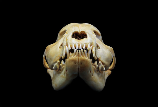 Front and side view of an american stanford dog (Canis lupus familiaris) skull bones isolated in black. Focus stacked image of dangerous dog with black background. White clean skull with teeth.