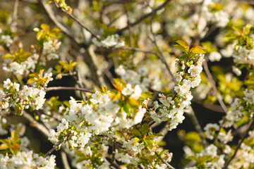 Une branche de cerisier avec des fleurs