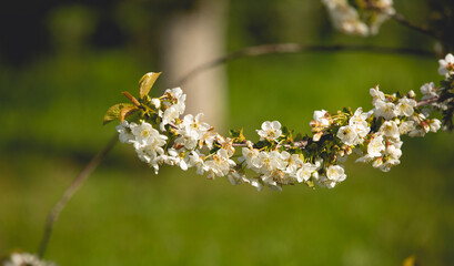 Une branche de cerisier.
