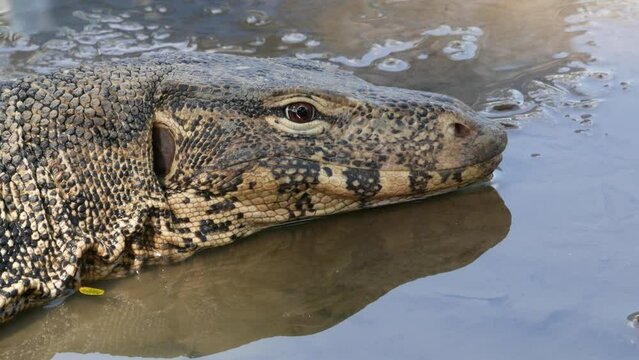 Water monitor (Varanus salvator), large lizard in Lumphini Park, Bangkok, Thailand.