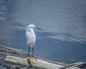 A Snowy Egret (Egretta thula) at the Sepulveda Basin Wildlife Reserve in Van Nuys, CA.