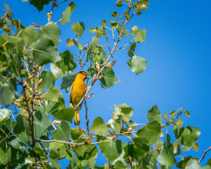 Fototapeta premium A Bullock’s Oriole (Icterus bullockii) perches in a tree at the Sepulveda Basin Wildlife Reserve in Van Nuys, CA.