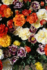 colorful tulips in the garden