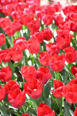 colorful tulips in the garden