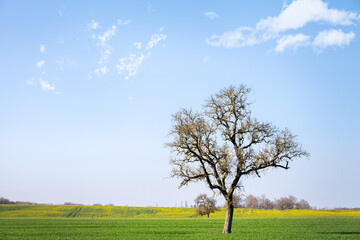 Fototapeta na wymiar Solitary tree in a field on a sunny afternoon in early spring