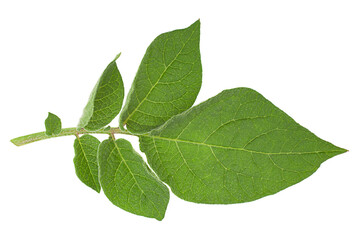 Potato green leaf - 500589584