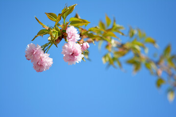 Różowy kwiat na ozdobnym drzewie w parku na wiosnę.  - obrazy, fototapety, plakaty