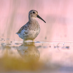Dunlin in Wetland against bright background