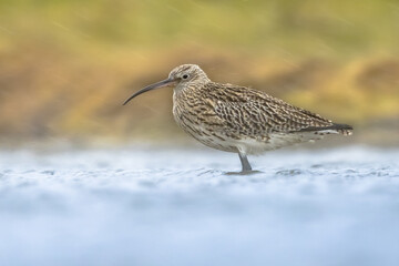 Eurasian Curlew wading in wetland in rainstorm