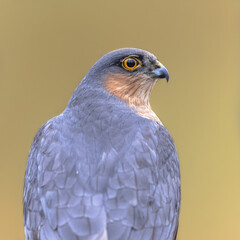 Eurasian sparrowhawk looking sideview in forest