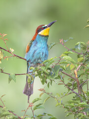 European Bee Eater perched on Branch