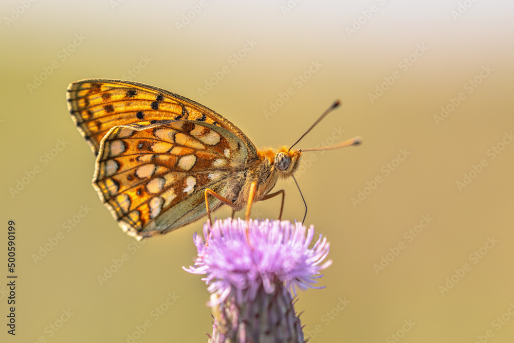 Canvas Prints niobe fritillary butterfly on flower