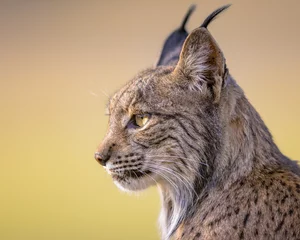 Crédence de cuisine en verre imprimé Lynx Iberian lynx Portrait on Bright Background