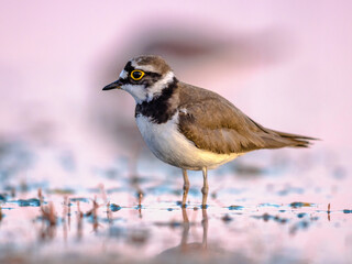 Little Ringed Plover running on bank