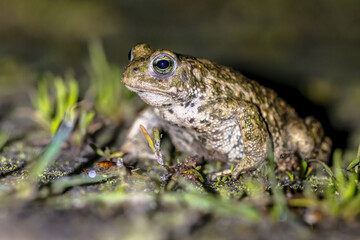 Natterjack toad on front legs