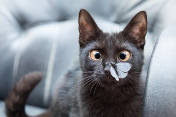funny black cat with butterfly on his nose. Surprised cat with a butterfly on his nose