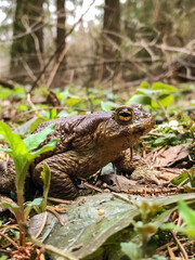 European or common toad in spring forest close up