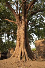 The root of a Banyan tree climbing over an old broken building.