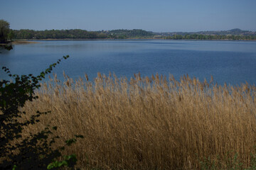 Phragmites australis reeds at a lake in northern Italy