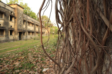 The root of a Banyan tree climbing over an old broken building.